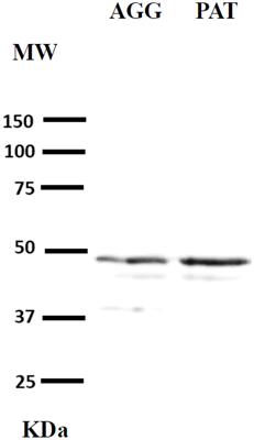 Paternal behaviour is associated with high levels of OT in plasma and the presence OTR in the mPOA/BNST in the Mongolian gerbil (Meriones unguiculatus)